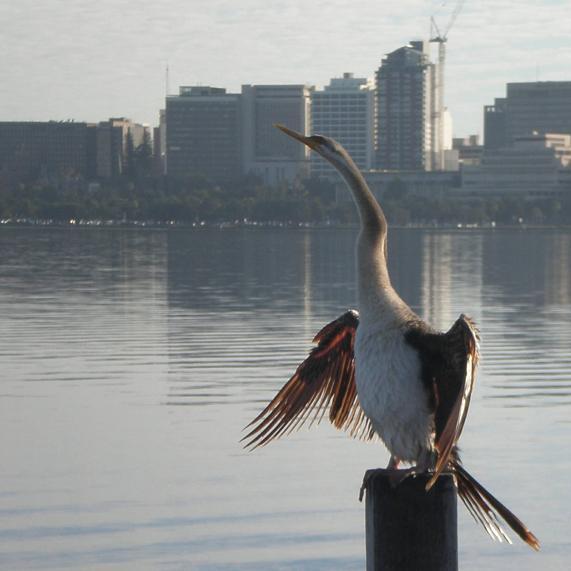 Early morning on the Swan River