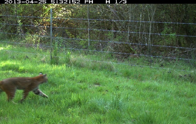 Picture taken with a "Reconyx" HC600 trail camera. For size estimation, the strands of wire are approx. 10" apart.

There are tufts of course black hair on the bottom fence strand. I was attempting to discover what critter might have left the hair. 