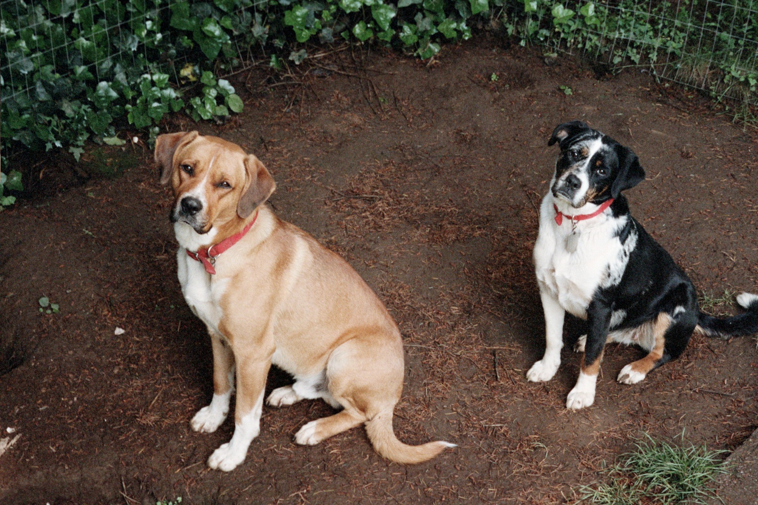 My near constant companions...
Boxer / Australian Shepherd - Same Litter.. Update - Both are waiting near the "Rainbow Bridge", I hope...