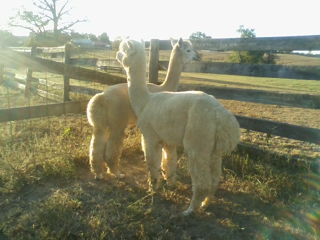 In front is the white 5 year old ''Frontman''. In back is the light fawn 5 year old ''Phaeton''. I like Phaeton's conformation a little more, and Frontman has incredible fleece.