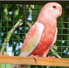 This is the bird I bought from a breeder in Vancouver.