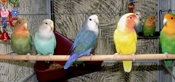 THESE ARE NOT MY BIRDS!  This is to show what some of the color mutations can look like as adults.