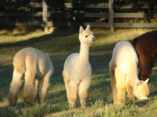 Chloe is my newest female Alpaca. She's the one in the middle. She's 12 years old.