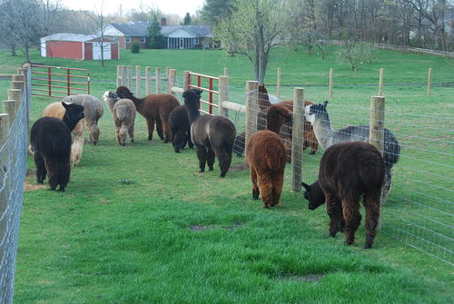 This is the herd I will be getting the 5 Alpacas from. The only 2 I'm certain of are Ginnie and Skipper. I believe the other 3 are a black, a fawn and another gray like Ginnie.