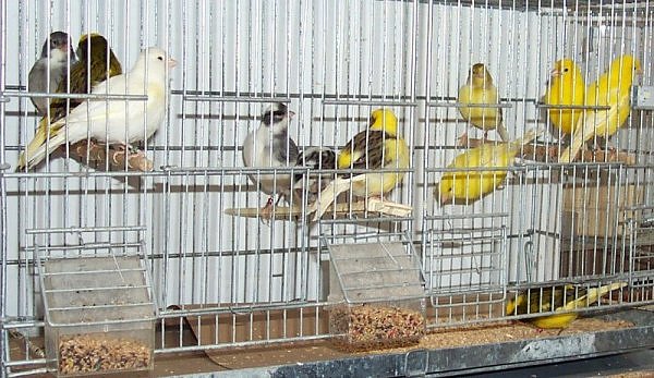 I just bought 2 of these birds.  One is a blue and white variegated male on the left end of the middle perch, and the other is a green and yellow variegated female on the left end of the right hand perch.   They're miniature Canaries, the same size as my Gouldian Finches, and are compatible with them.