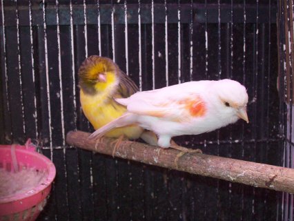 These are 2 birds I just bought.  The female is a Red Mosaic and the male is a Gloster. Their offspring will be a new breed of Canary called a Stafford.