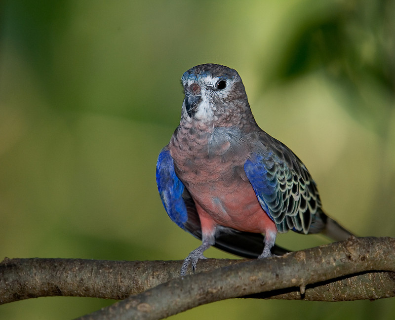 I bought 2 males of this color from a breeder in eastern Pennsylvania. All of the Penn birds are unrelated to each other.