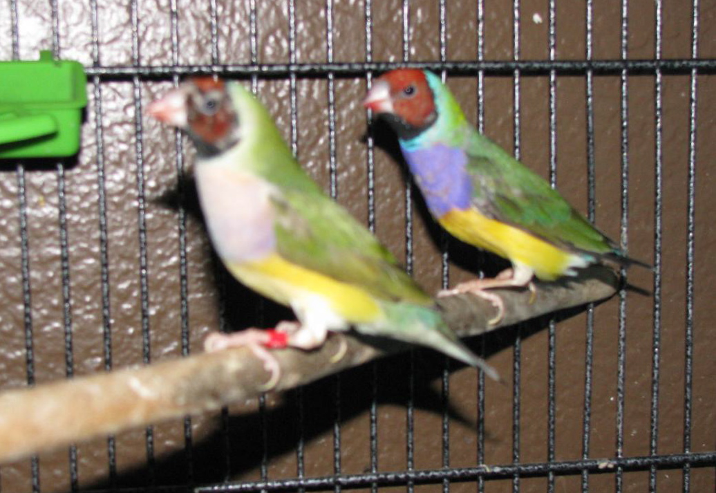 This is a pair of Lady Gouldian Finches that I  bought. They look scruffy because they're molting in this photo. They have 3 beautiful babies now.