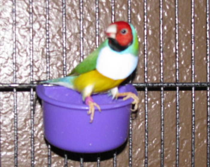 This is a bird I recently bought.