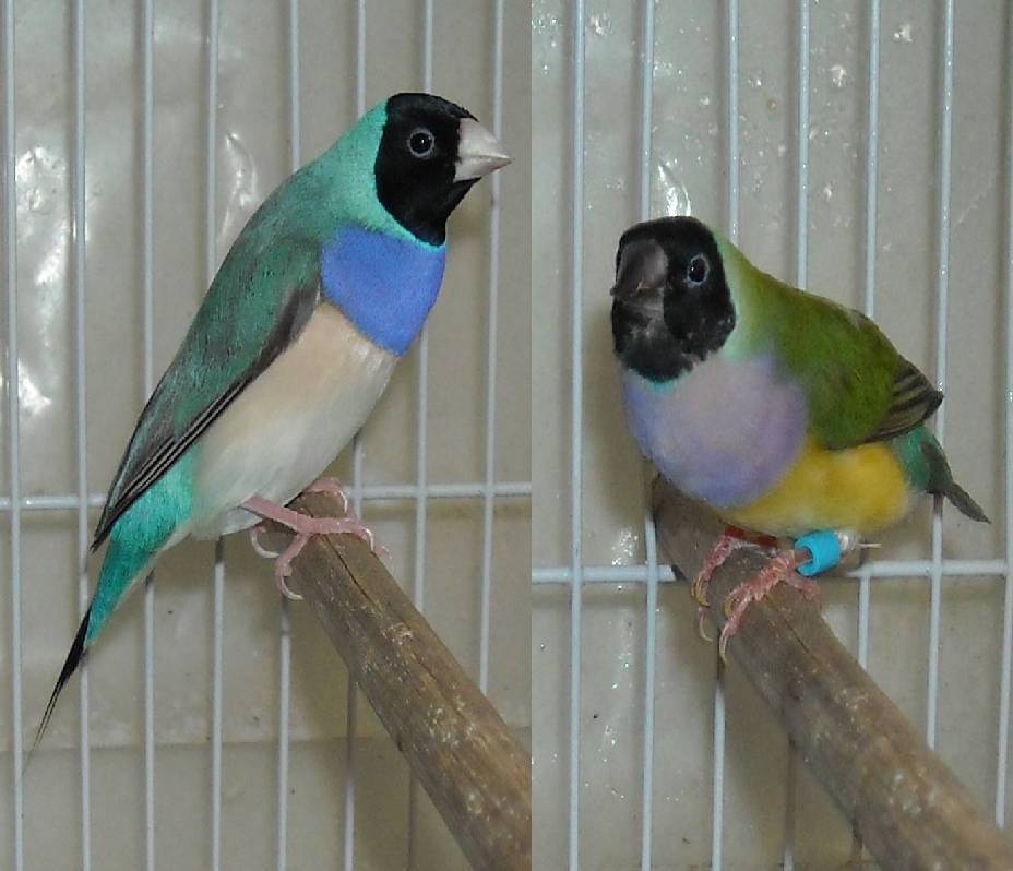 Another pair of Gouldian Finches I bought.
••• They are now nesting! •••