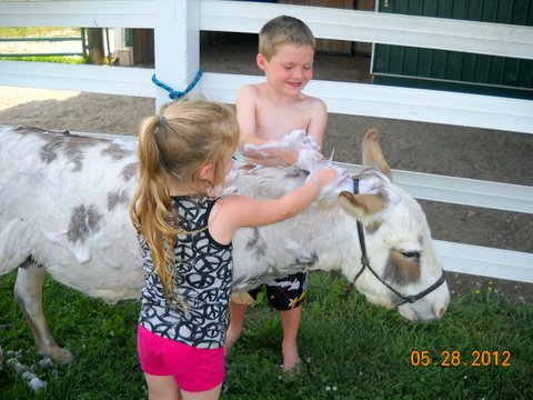 PJ loves being bathed... these are the grandkids of the friends who gave PJ to me.