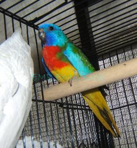 I just bought a pair of these quiet, gentle birds. The female isn't as bright, and doesn't have the red.