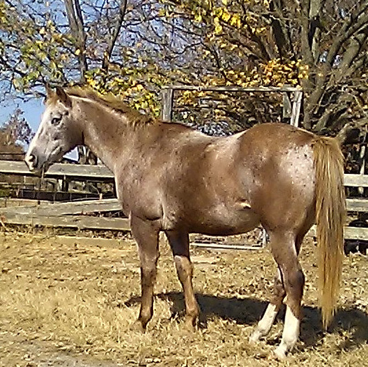 This was taken just one week before I lost Red Hawk on Nevenber 5th, 2022 to arthritis and liver failure. He was only about 18 years old.