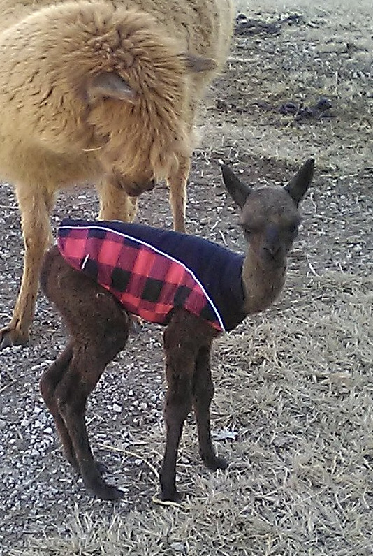 Benny was born on November 11, 2022.
His mom is Carmela and his dad is Jumping Jack Flash. The temperature was bitterly cold so he needed a warm coat.