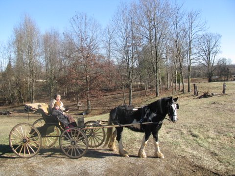 This is my Gypsy Vanner colt out with my trainer in my Doctor's Buggy. This was taken a year ago.