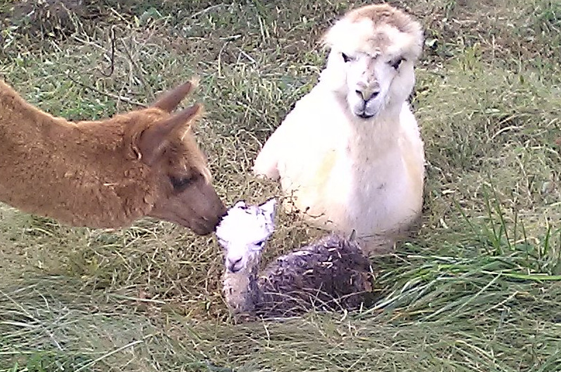 This is London immediately after giving birth to her new male cria. 