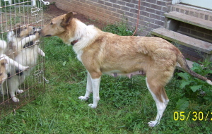 Willow is a sable Smooth rescue that I have adopted. She was taken when a puppy mill was shut down. 
Though only 2, she's already had 3 litters of puppies, the last one a few days after arriving at the shelter.
I did not take this picture.