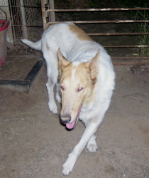 Bonnie is a sable merle marked white Smooth Collie who was taken when a puppy mill was shut down. 

She's a super sweet 6 year old girl. 
I did not take this picture.


BONNIE HAS GONE TO A NEW ADOPTIVE HOME.  I THINK SHE WILL BE VERY HAPPY.