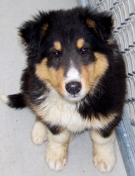 Lucky at about 9 weeks old. This is my new Collie puppy.  He is a rescue, found abandoned at only 8 weeks old.