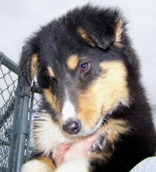 Lucky at about 9 weeks old.  This is my new puppy.  He was abandoned on the side of a road at only 8 weeks old, and was found foraging for himself.... eating garbage and frogs.