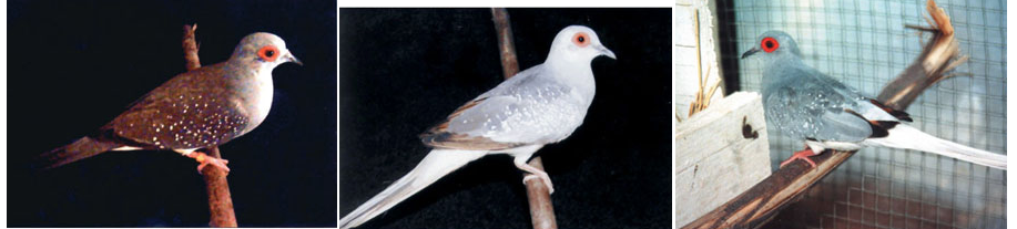 left to right: Blue (wild type) Diamond Dove, Blue White Rumped Diamond Dove & Blue White Tailed Diamond Dove