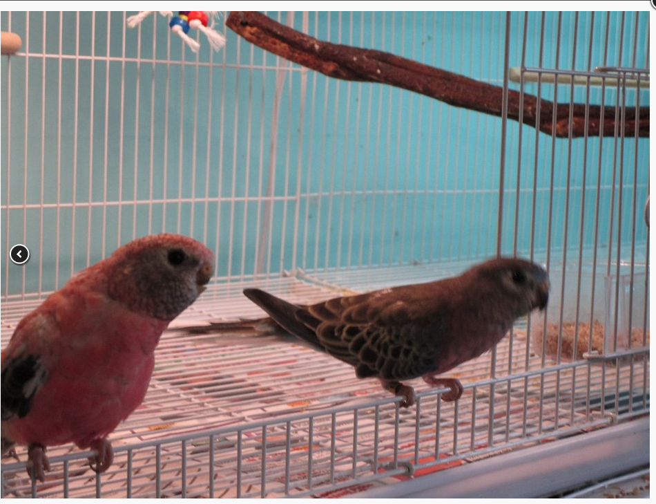 I just bought 2 pairs of these. Both males are the wild color (on the right) and both females are the Rosy mutation (on the left).