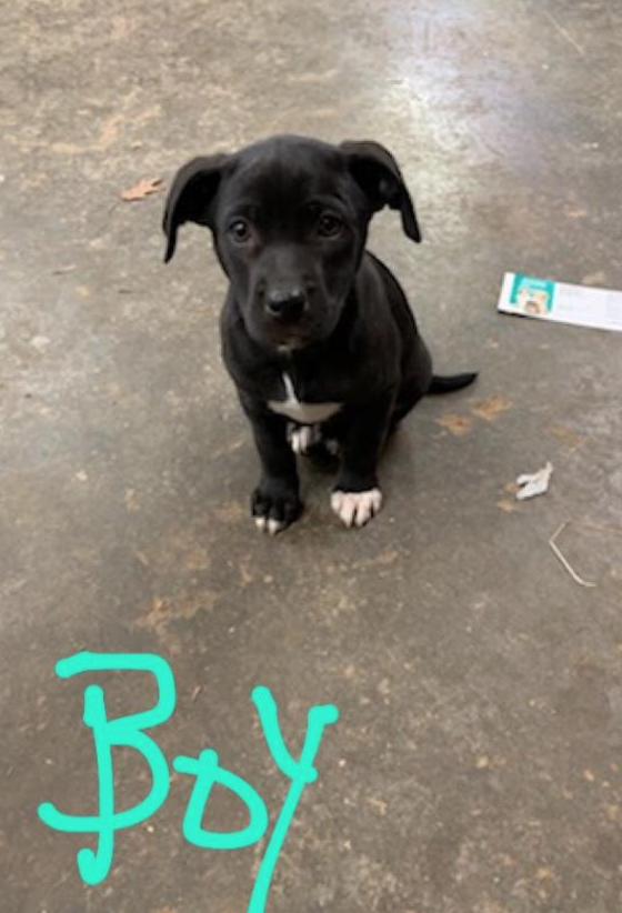 Zorro is one of my 3 new Catahoula Leopard Dog puppies. Despite the name, not all have the leopard (merle) markings. They can also come in solid black, chocolate, red or yellow, or have brindle markings... and any of those can have some white in what is called Irish Spotting, 