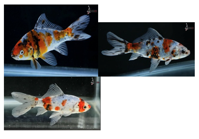 The lightest colored one is 5 inches long. The other two are 6 inches long each. I have 2 other goldfish... both Sarasa Comets... mostly red/orange color with large white spots, each 5 inches long. I've had them for a few years