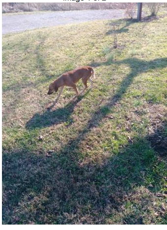 She's just a little thing... about 20 lbs in this picture... and is a mix of a LOT of different breeds. But she's super sweet, loving and very, very intelligent. Somebody just threw her away, and she was found starving and terrified. 