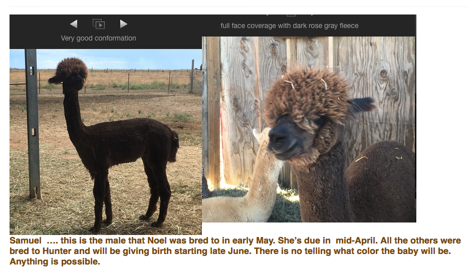 This is the male Alpaca that Noel was bred to. I don't own him. I bought Noel a couple of months after she was bred.