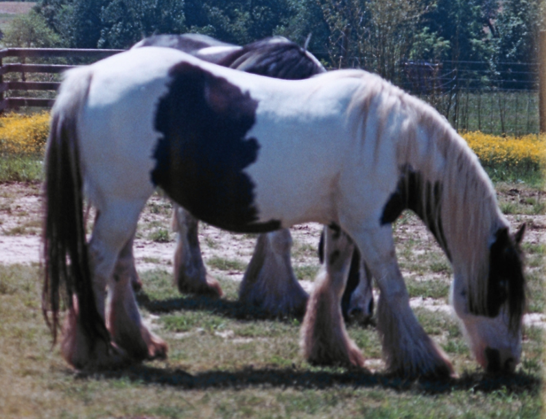 This is my 10 year old Gypsy Vanner mare, due to foal in  June.  I've been trying to figure out where she's hiding the foal.