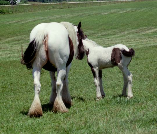 This is Pandora at 2 weeks old. She's a healthy Gypsy Vanner filly.