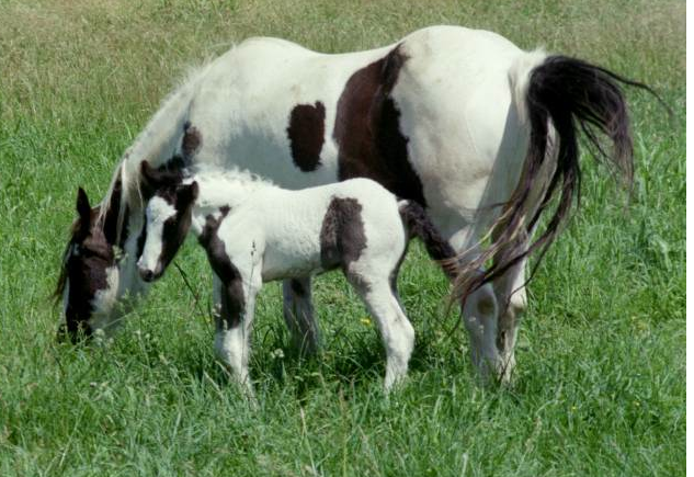 This is Pandora at 3 days old. She was born with slightly contracted tendons in her front legs, but it was temporary and they're wonderfully straight now.