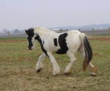 My newest Gypsy Vanner mare. She has just been bred and will be foaling late May of 2013.