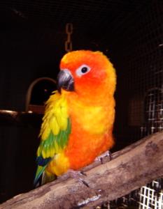 I bought this lovely 8 year old Sun Conure female as a mate for my 9 year old Sun Conure male, Antoine.