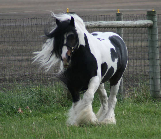 This is the Gypsy Vanner stallion that Serenade has been bred to. He's also the sire of my filly Whimsey.