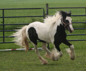 This is my new Gypsy Vanner filly @ 1 year old.