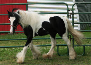 This is my new Gypsy Vanner filly at 1 year old.