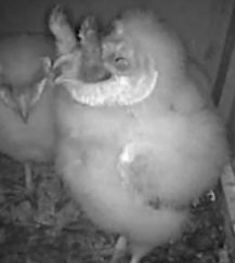 This is Billy swallowing a whole bunny. He and his siblings can be seen at the Bonnie and Clyde owlcam on Ustream.