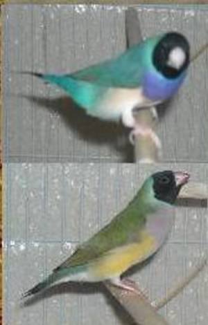 I just bought a couple of babies from this pair.  The father is a brother to my other blue backed male.