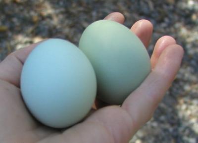 By popular request... Araucana eggs.