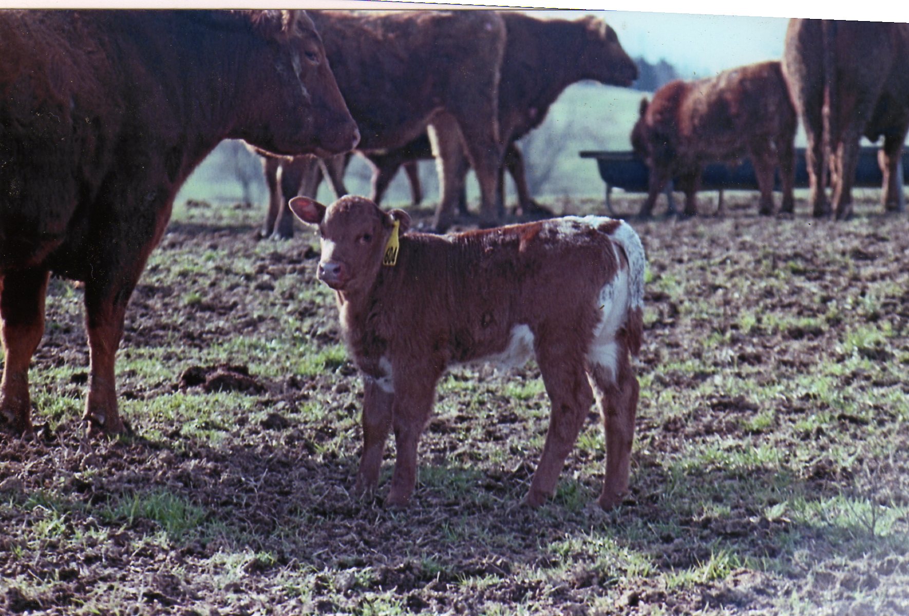 Heifer named by request of Shosho .... born Feb. 20th, 2011.