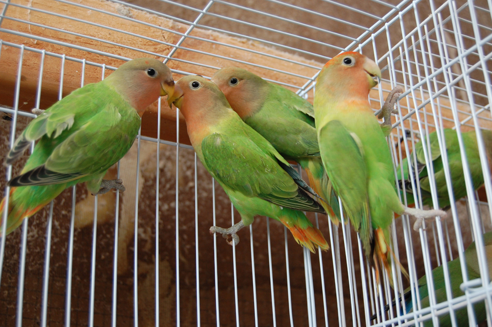 These are my newest birds, purchased from a breeder in California. Their adult colors will be far more intense.  They only have a few adult colored feathers on their heads so far.