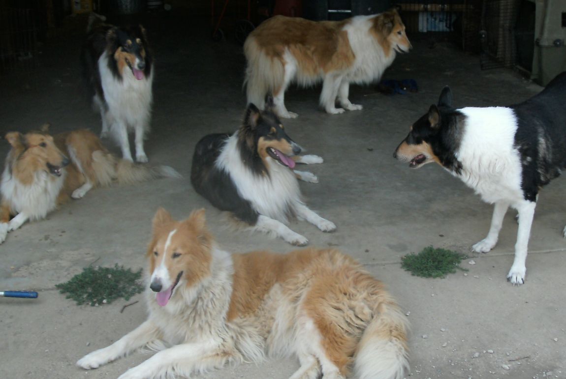 l to r: Fancy (4 years old), Cindy (3 years old), Mason (8 years old), Missy (3 years old), Faith (15 years old), and Jo-Jo ( 9 years old).  All but Jo-Jo are rescues.