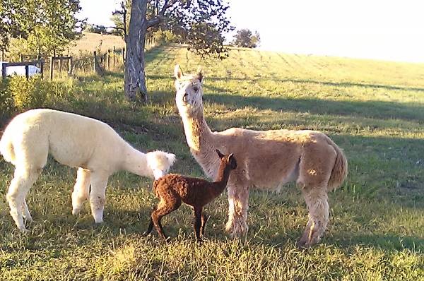 That's mama ''Barbie'' on the right. She's a light fawn. On the left is sister ''Angel'', born September 18, 2022. ''Hunter'', a medium fawn, is the sire of both.  'Cocoa'' is a medium brown. Alpacas come in 22 colors, and that's not counting pintos and appaloosas.