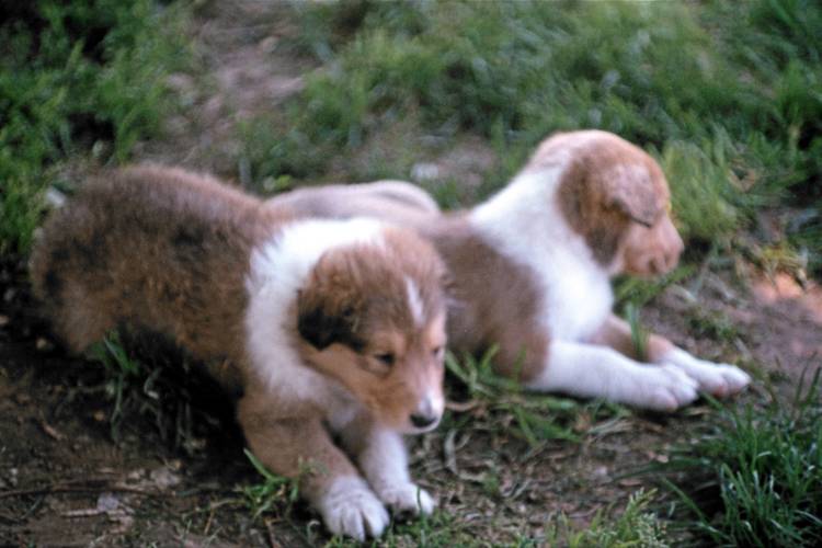 Kola is one of the 2 females and the only puppy spoken for so far.