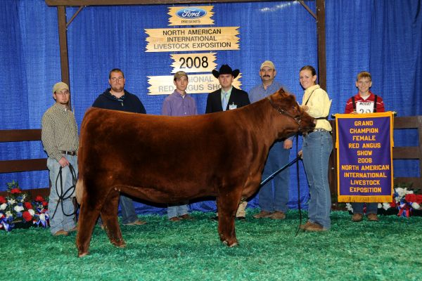 This cow is a younger sister to my herd bull.  She was Grand Champion Red Angus female at the 2008 N. A. I. L. E. on November 17, 2008.  I got to watch her win.