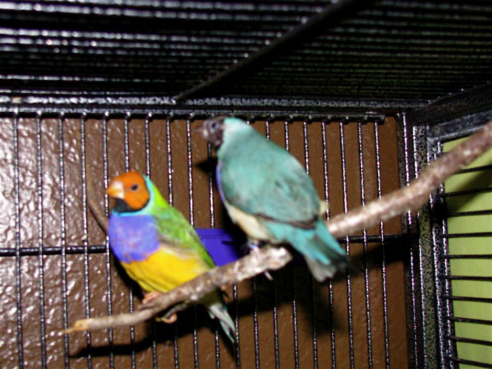 This is a mated pair of Lady Gouldian Finches that I  have.  They have 3 healthy babies right now.
  