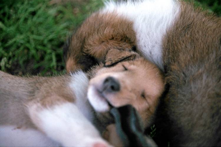 Ruby fell asleep chewing on the toe of my sandal. Ruby is a smooth coat female and Mercer a rough. The litter consists of 2 females and 5 males.