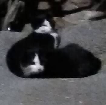 Domino (male) and Betty Boop (female) are kittens that I trapped at my local mechanic's shop. They're about 4-5 months old. There is still a gray sibling of theirs that I haven't caught yet, but live traps are set.